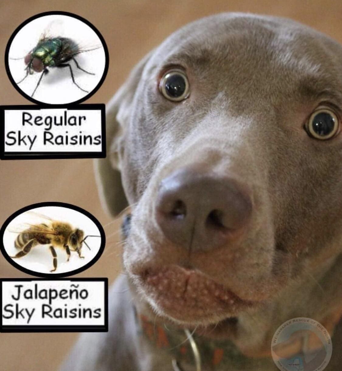 Jalapeño Sky Raisins. Those with labs will understand
