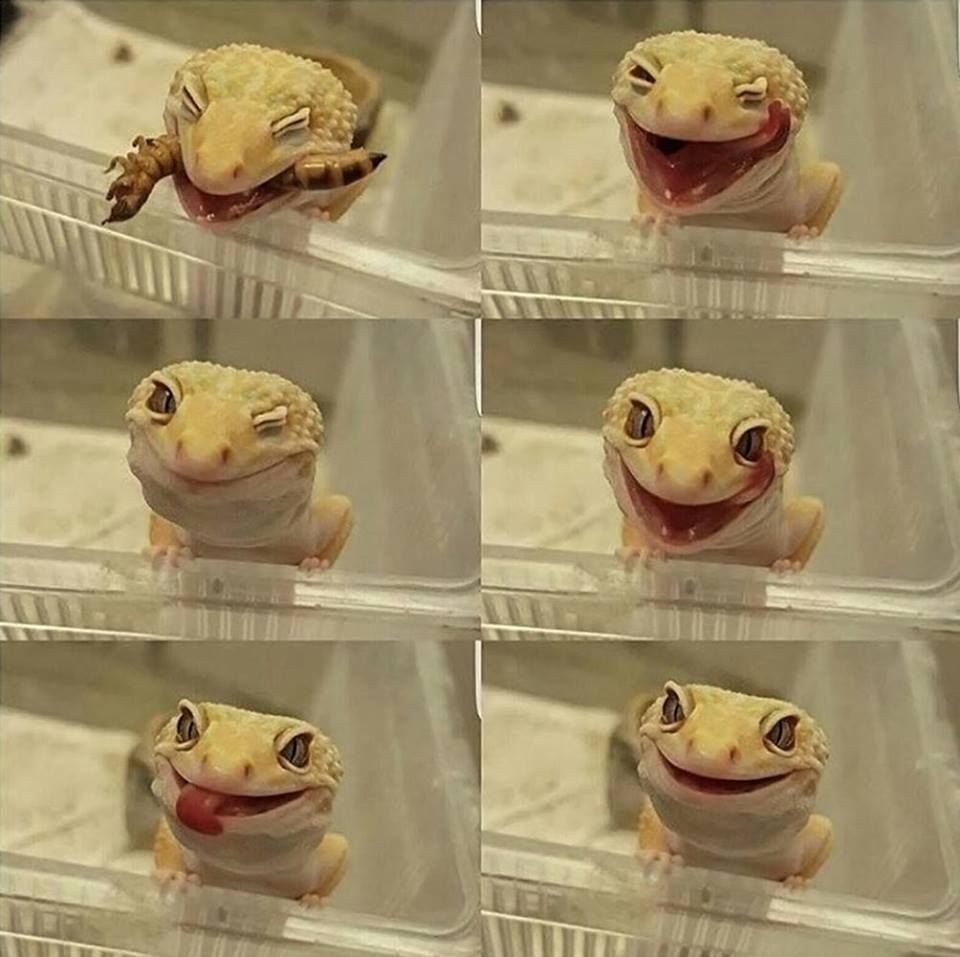 A very happy lizard