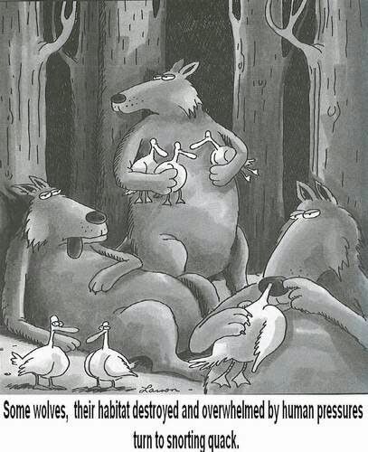 One of my favorites from the old The Far Side cartoons fits all the duck jokes going around.