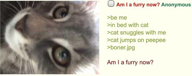 Anon is a furry?