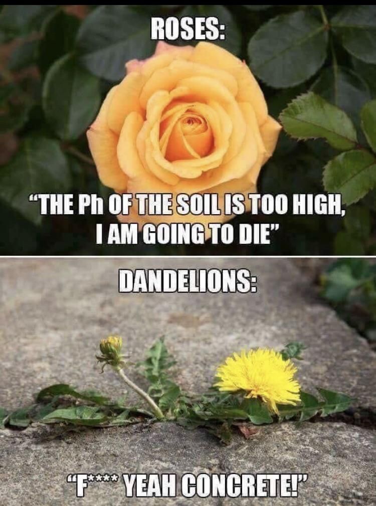 Flower logic