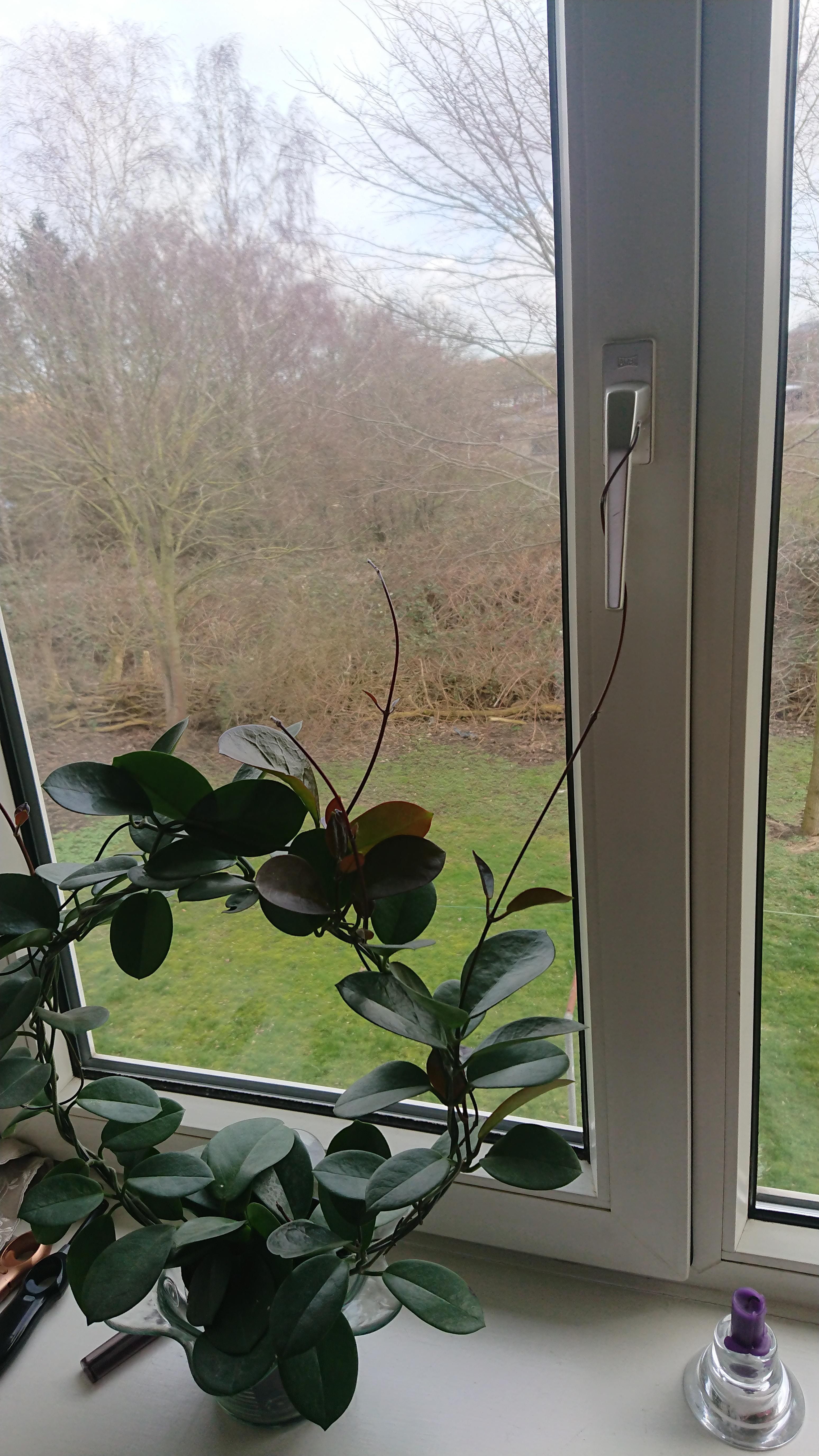 My plant is trying to escape!