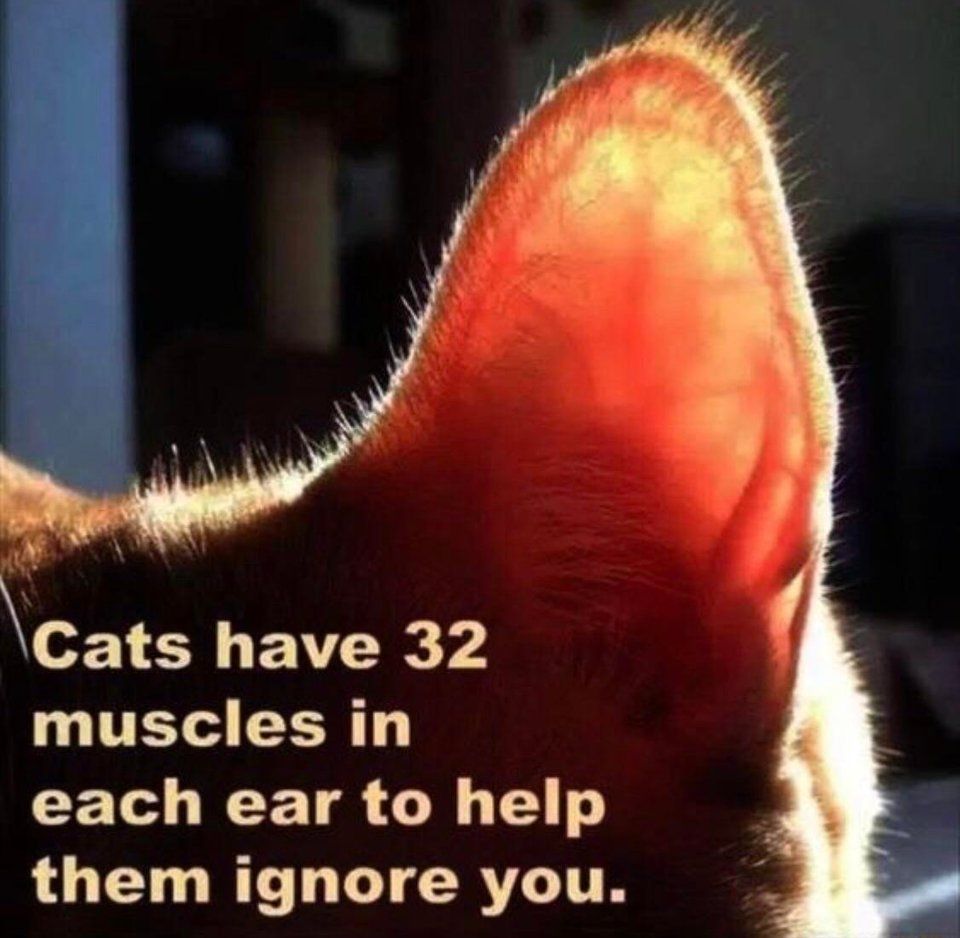 So this is why cats always act like that