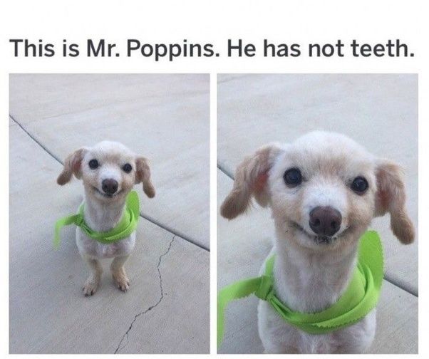 This is Mr. Poppins