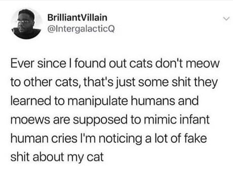 fake kitties
