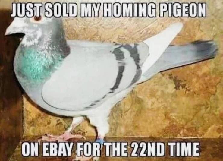 Just sold my pigeon on Ebay.....
