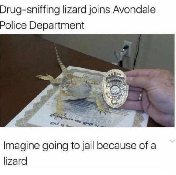 Introducing Lizard Cop