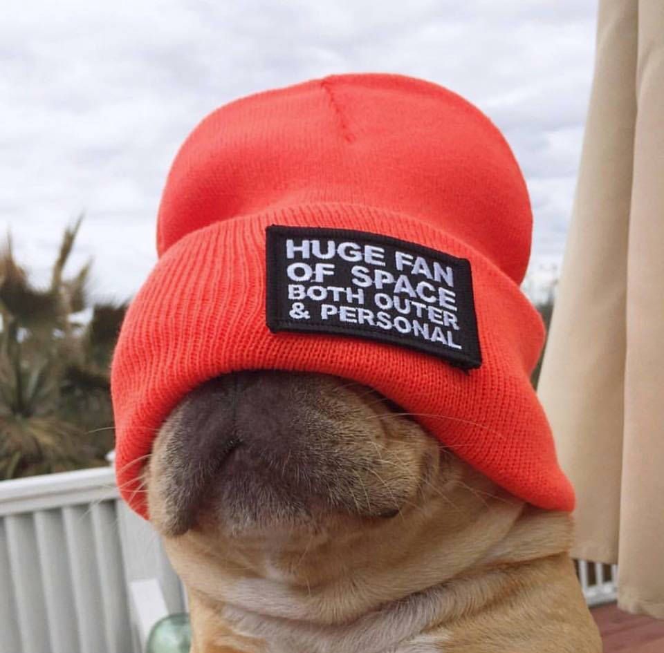 Pug Wisdom
