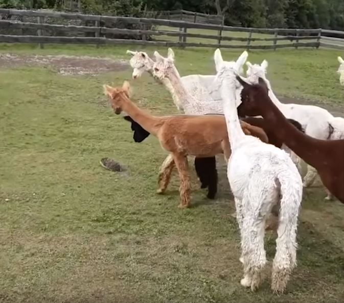 Carl is now the supreme leader in Tuktook