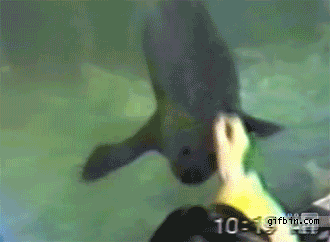 Just Hypnotizing a seal