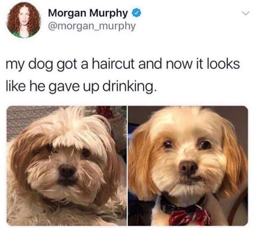 "My name is Dog, and I am an alcoholic."