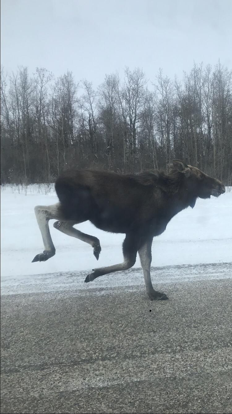 A moose running along side my car or it’s just standing on one leg, your choice.