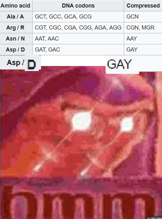 Aspartate gives you big gay