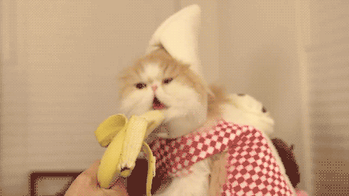 Banana Cat!