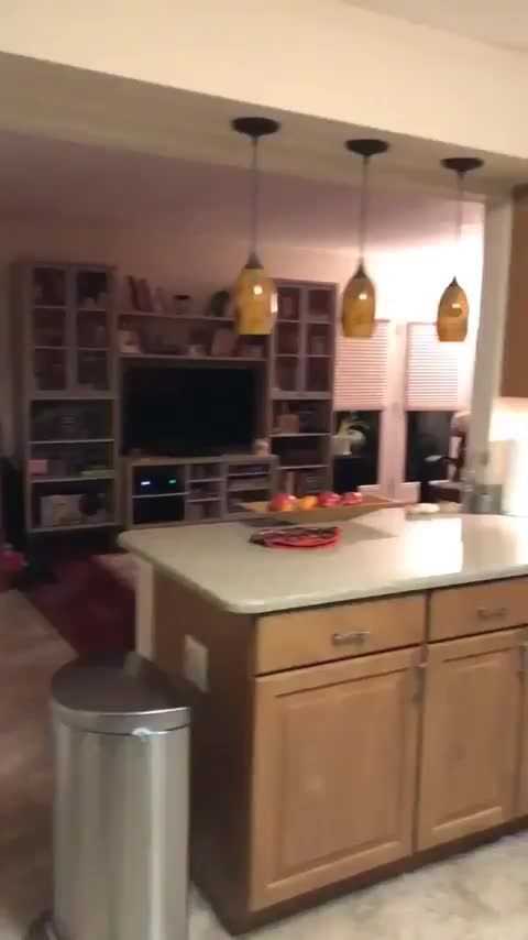 Kitchen counter cat says wassup
