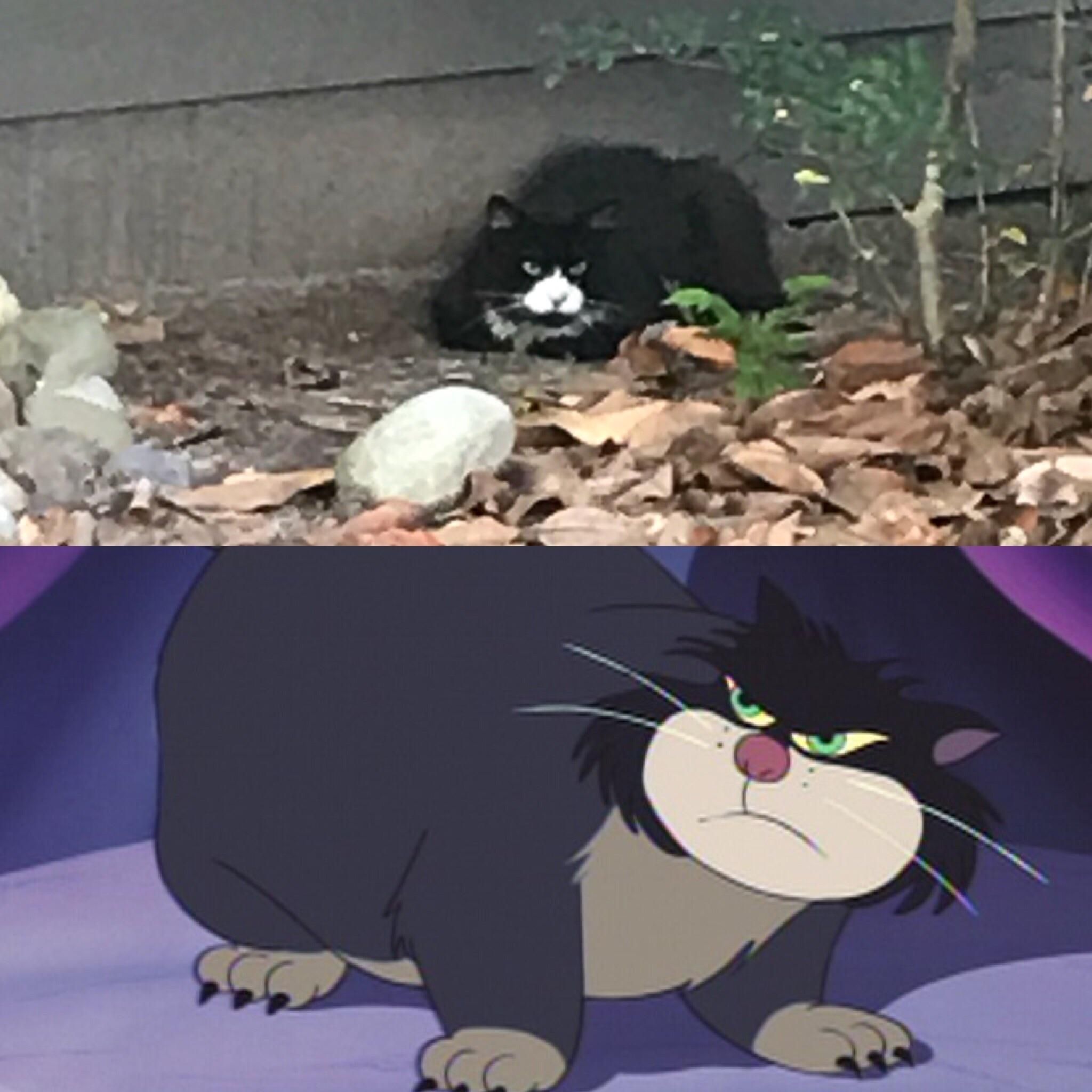 This neighborhood cat attacked my dog while we went for a walk. I thought he looked familiar...