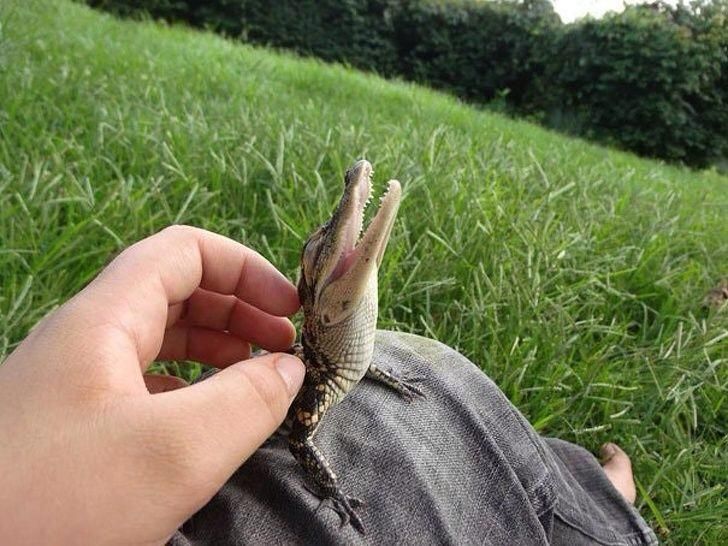 Baby Alligator enjoying a backrub