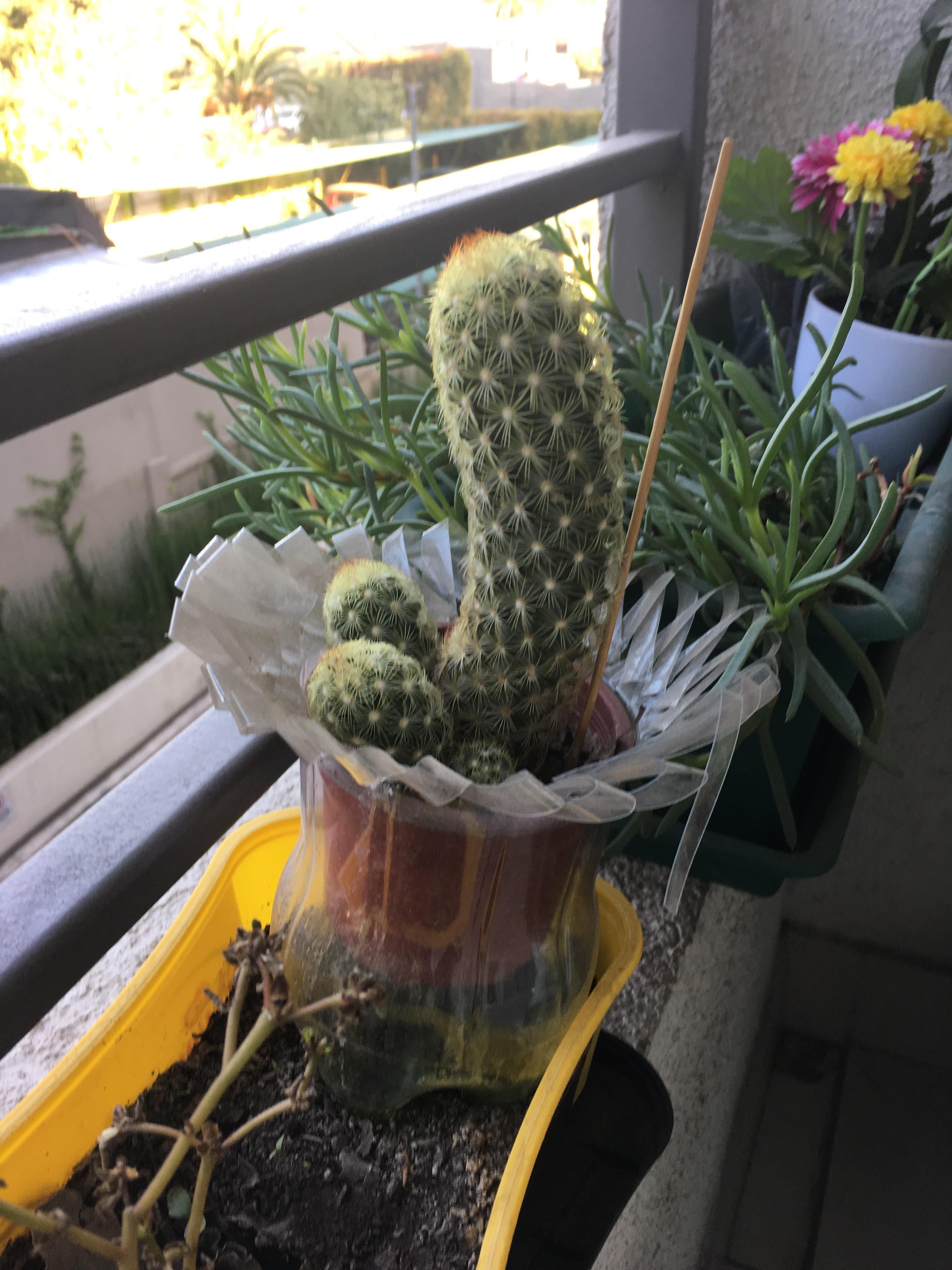 Cute cactus on my friend’s balcony