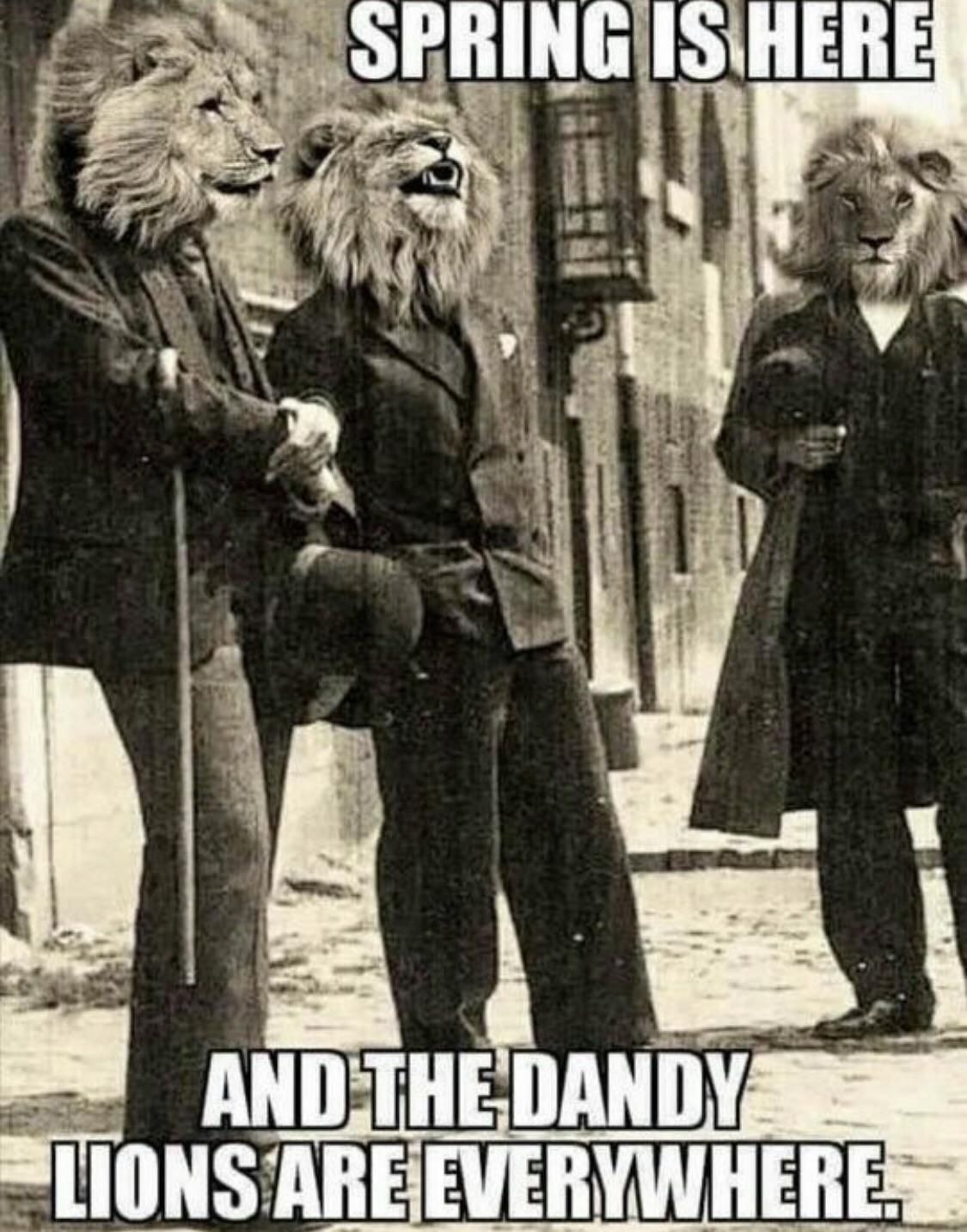 The dandiest of lions.