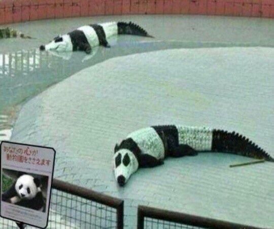 Weird Pandas