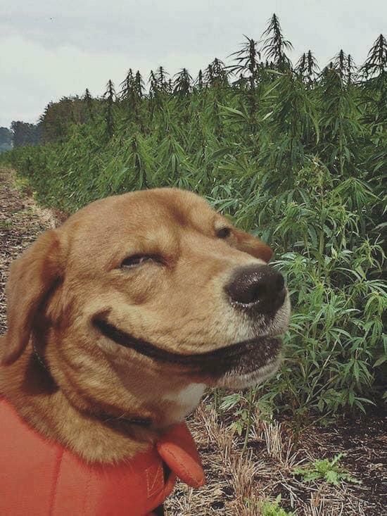 Epic photo of a dog and a giant field of weed.