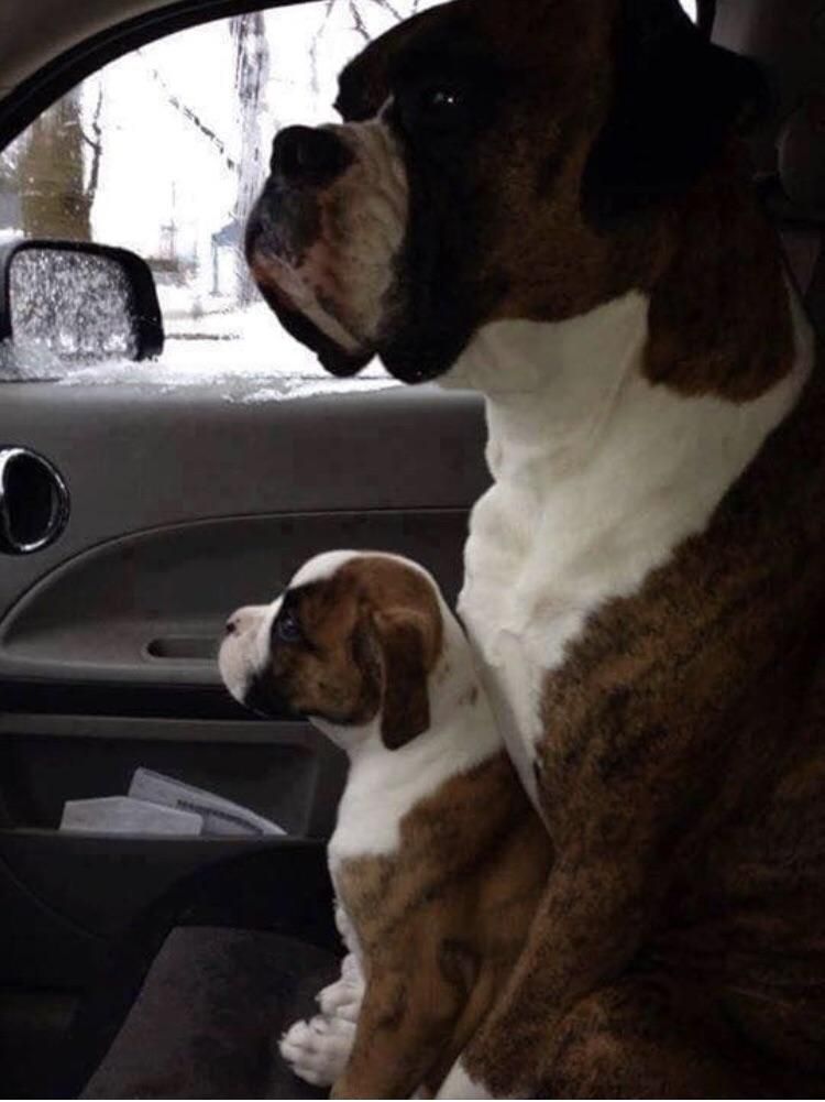 Father and son are ready for the car ride