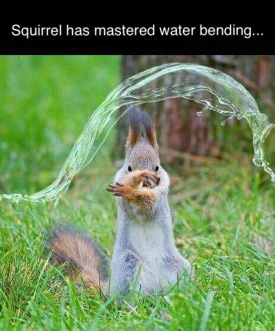 Master squirrel