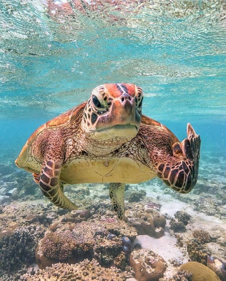 This turtle seems pretty pissed with all the trash thrown in the oceans