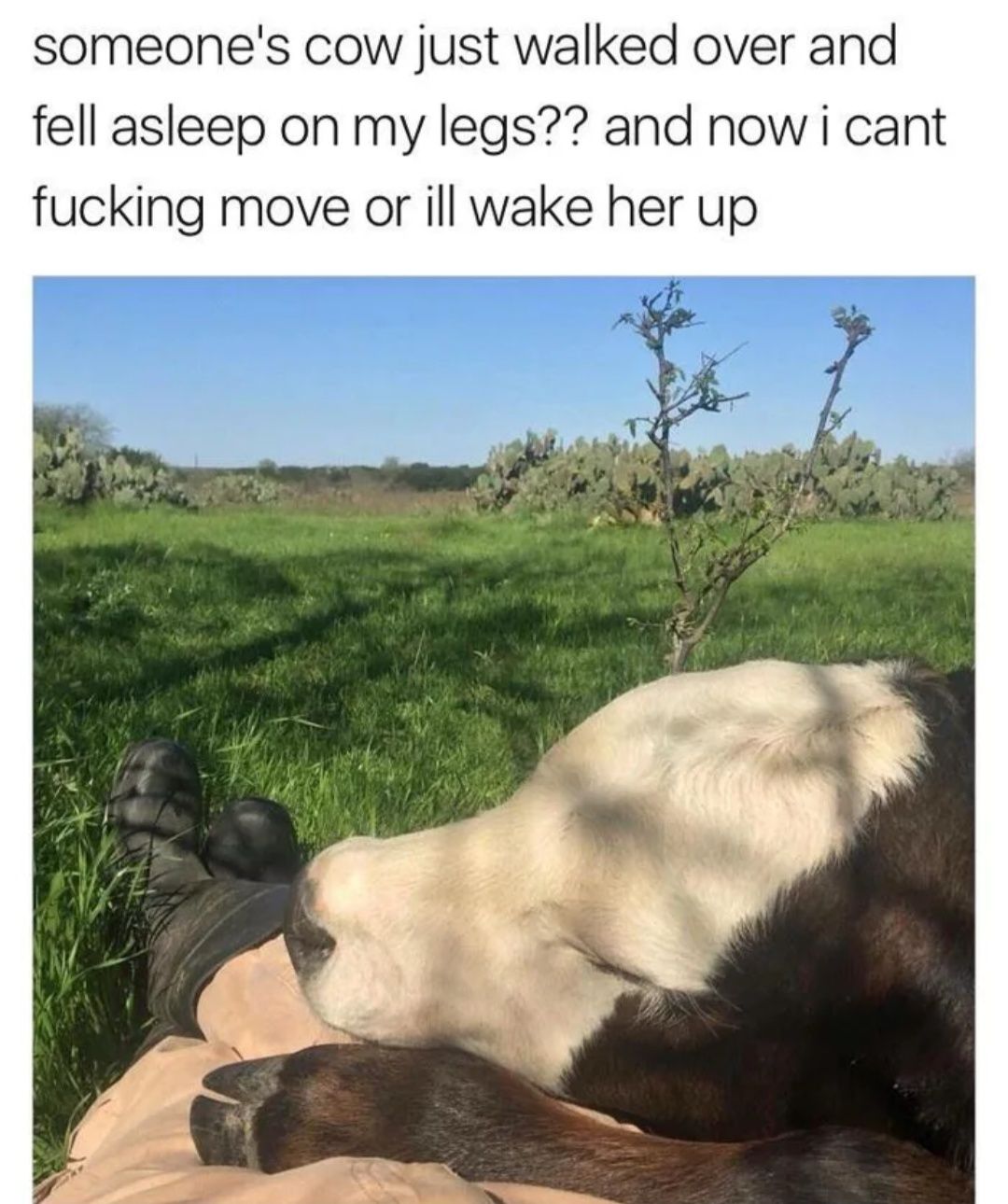 A calf resting on a calf.