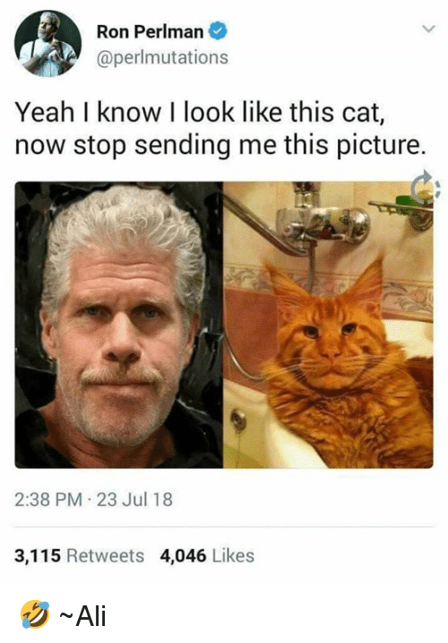 The cat that looks more like Ron Perlman than Ron Perlman does
