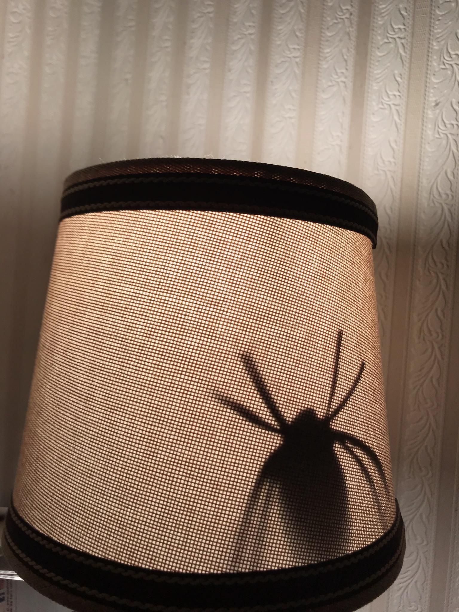 Completely unprompted, my son cut a paper spider out and taped it inside my wife's lampshade and I've never been more proud.