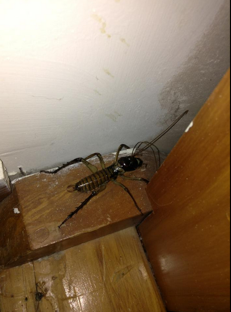Comment question: You enter your house and come across this, what do you do?