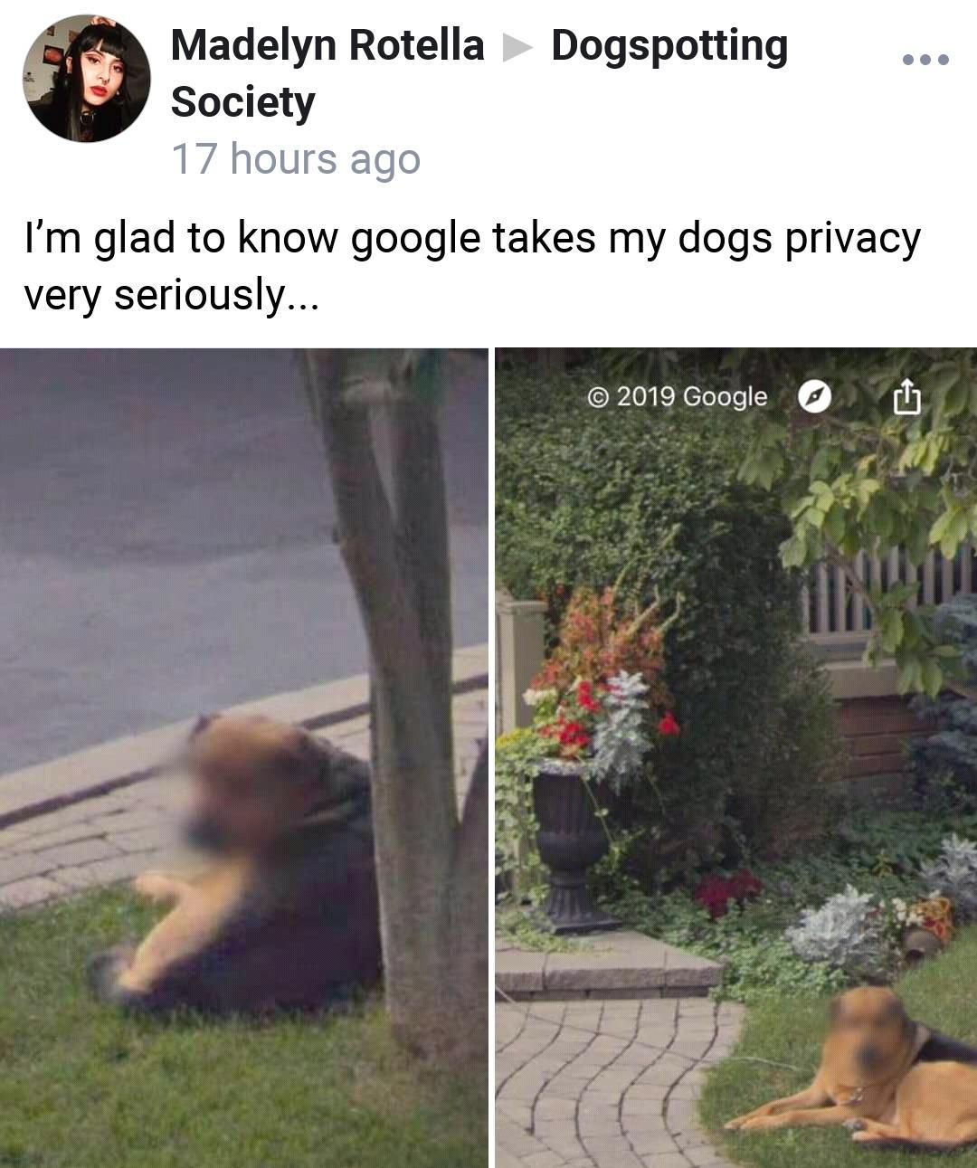 Google earth takes dogs privacy very seriously
