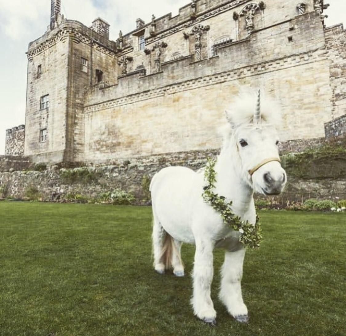 Just the national symbol of Scotland chilling outside a Scottish castle, nothing to see here.