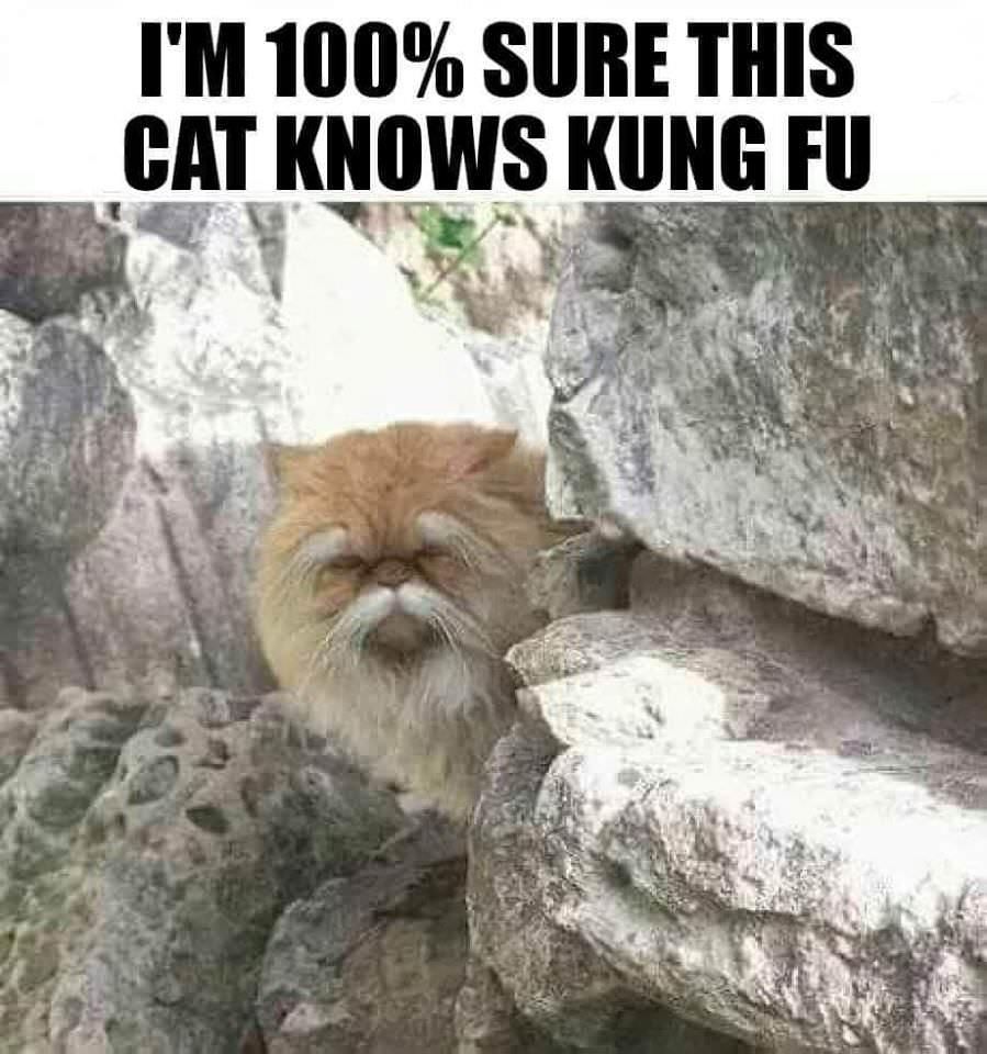 Cat-Fuuu!!!