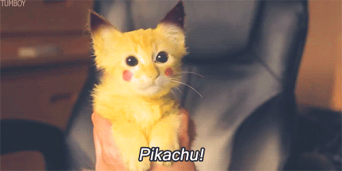 Pikachu cat!