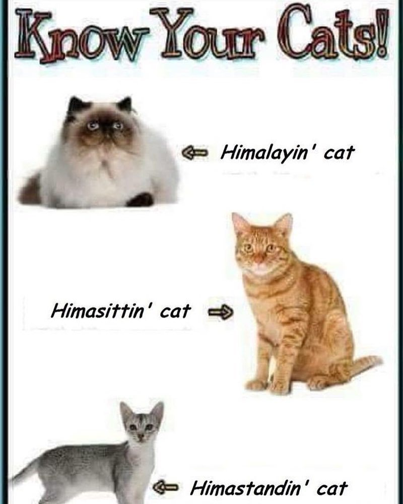Know Your Cats!