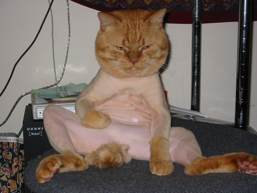 That's what a shaved pussy looks like
