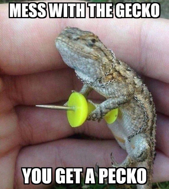 Ghetto gecko