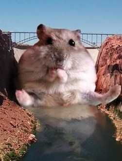 Accidentally googled Hamsterdam. Was not disappointed..