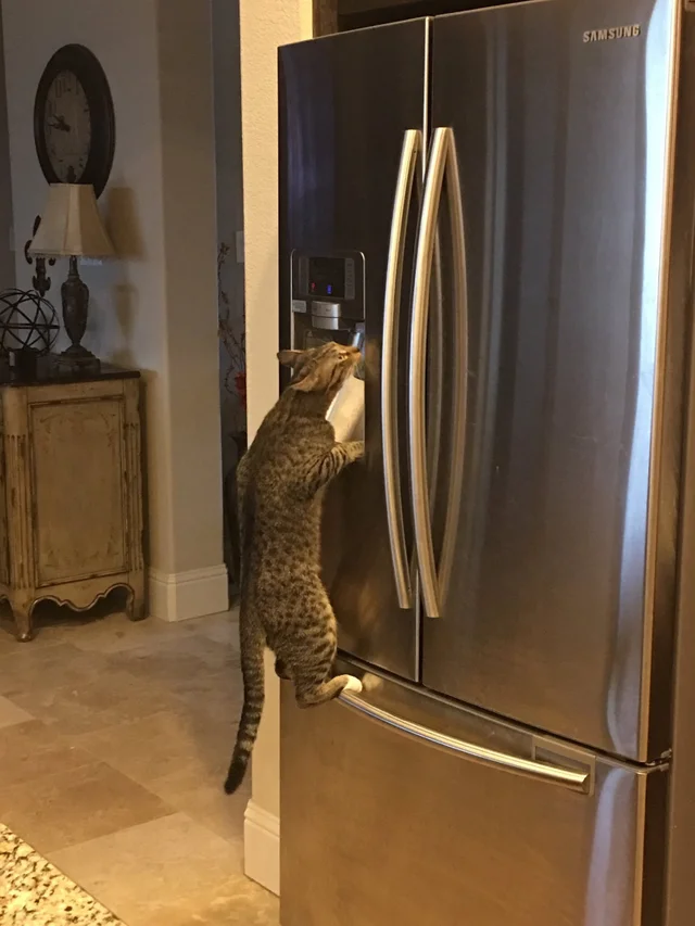 My cat figured out how the fridge works and now he's turnt on fresh, crisp water