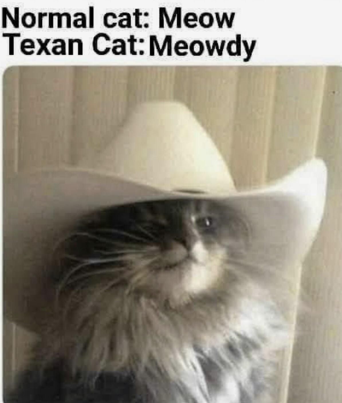 Howdy meowdy