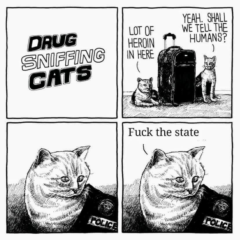 Drug sniffing cats
