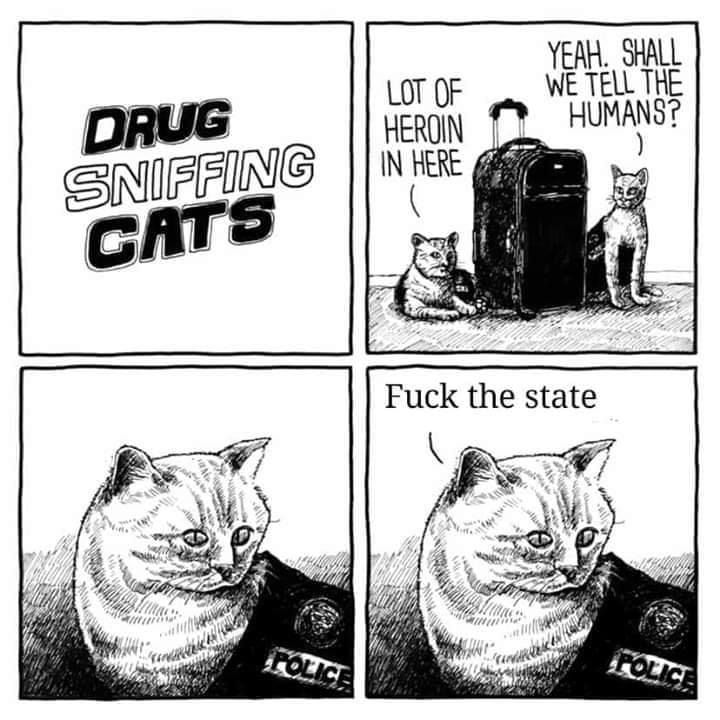 Better than dogs