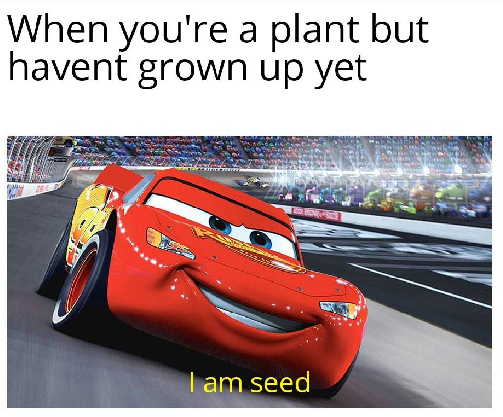 Seed
