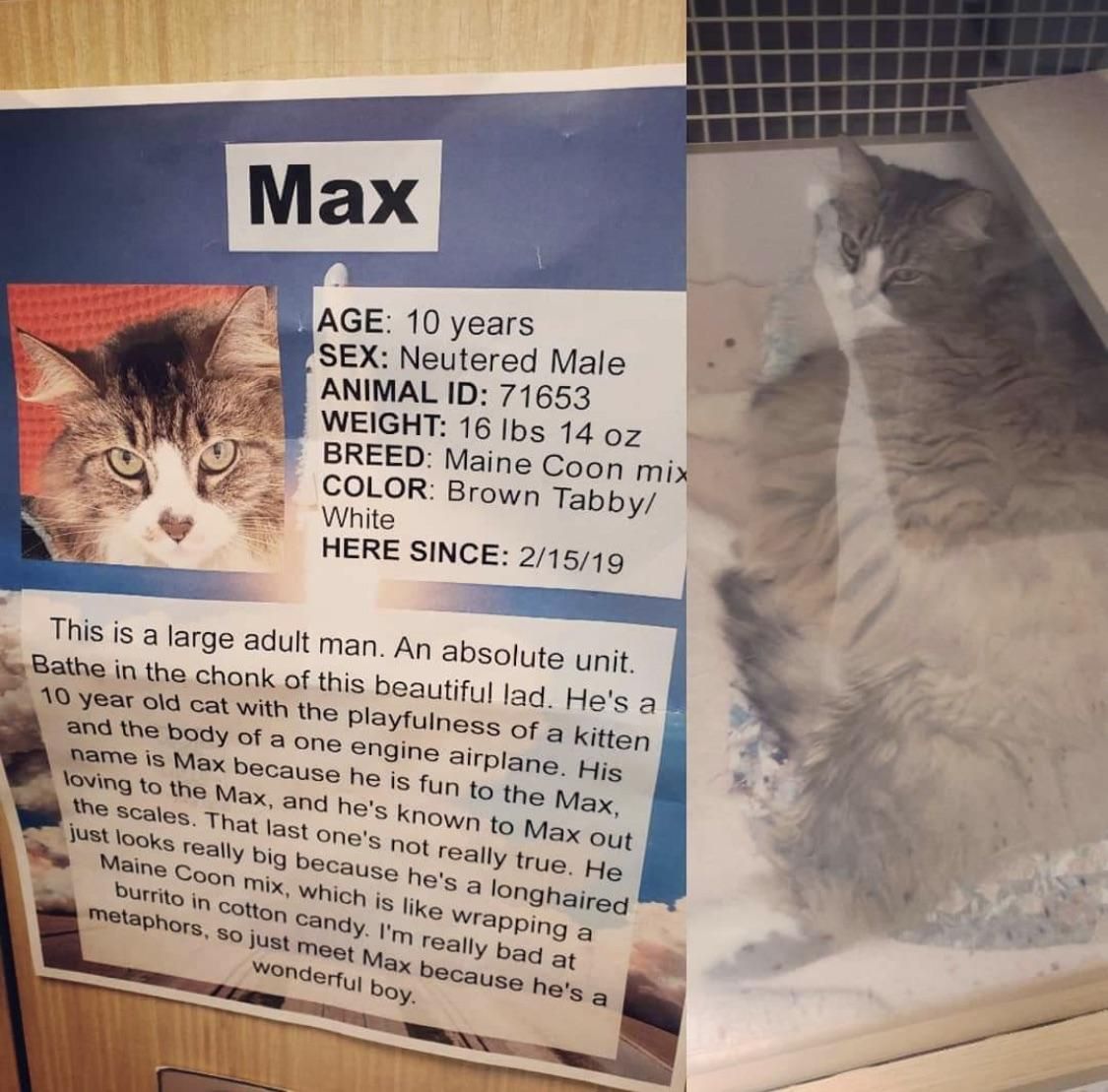 Max the cat