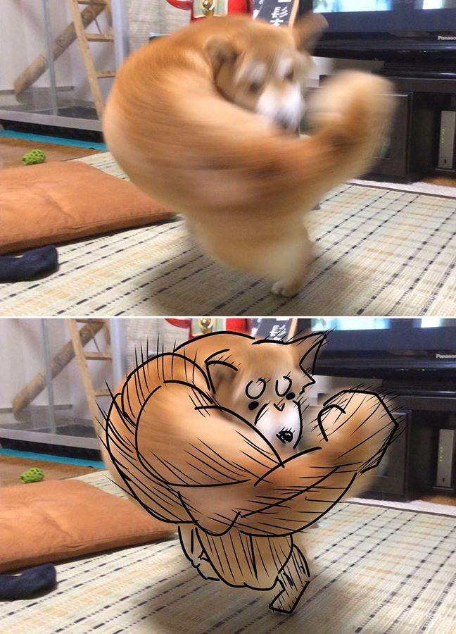 Shiba Inu's Right hook punch