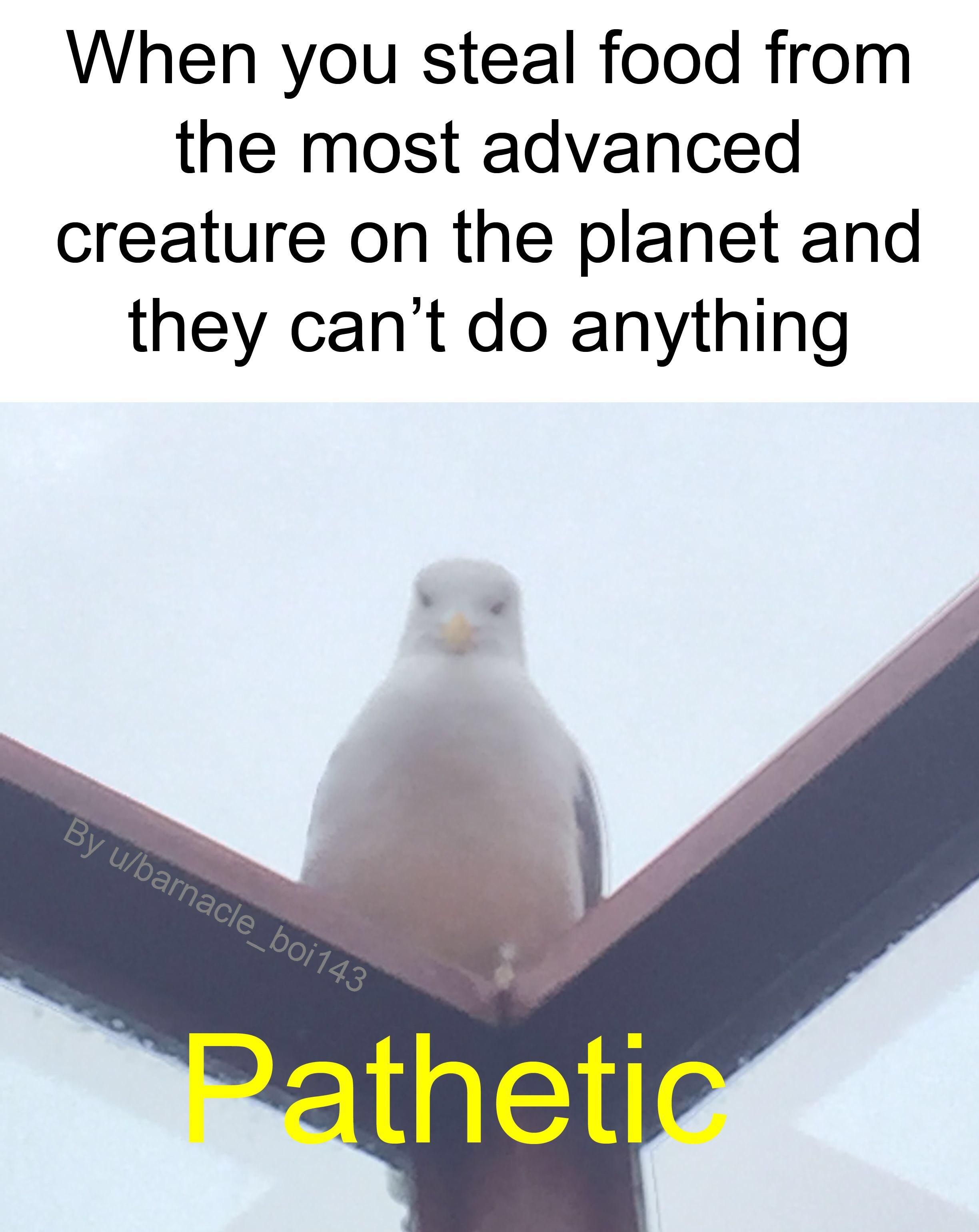 Gull