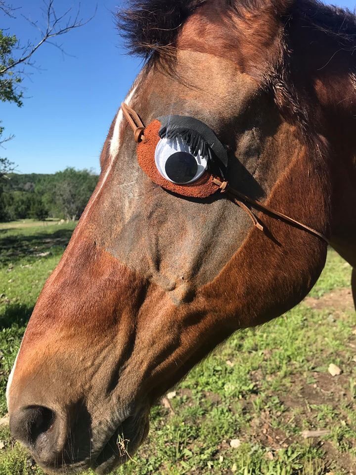 My horse had his eye removed, so I made him an eye patch.