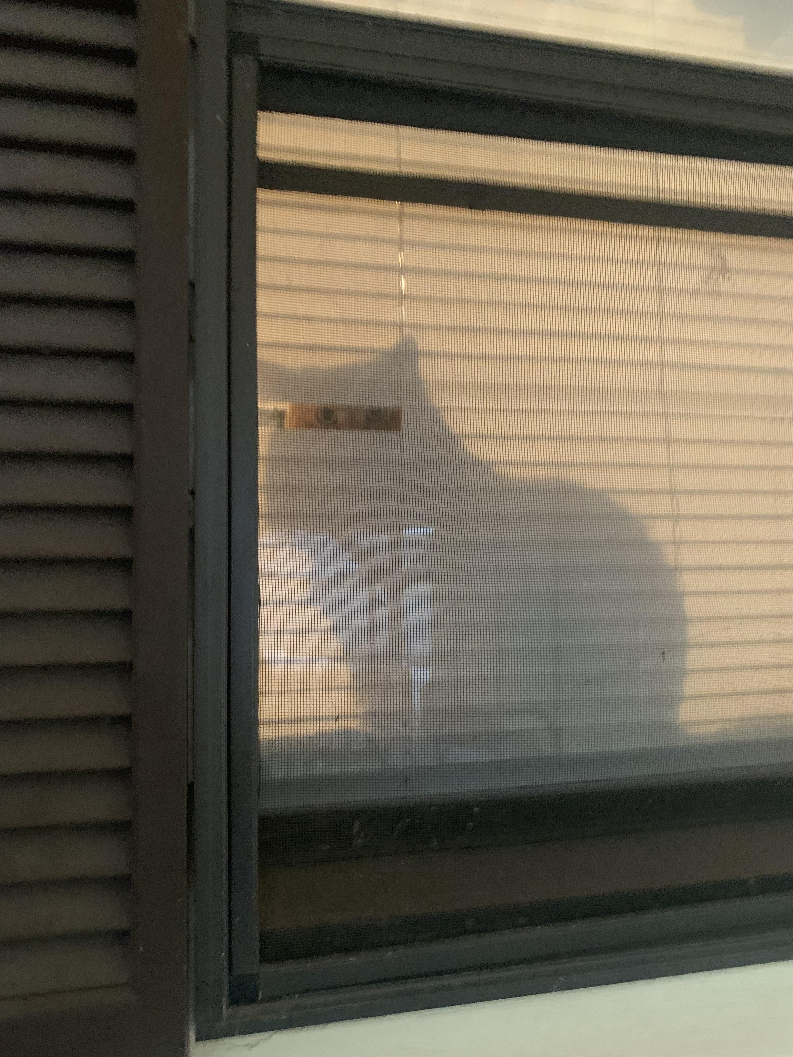 My cat messed up a single part of my window shades.. never realized why until just now.
